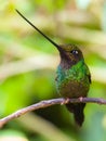 Sword billed hummingbird resting on its perch