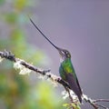 Sword-billed Hummingbird Royalty Free Stock Photo