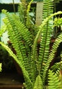 Sword fern in fern house