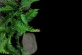 Sword fern or fishbone fern tropical plant growing in wild, top