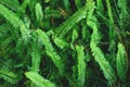 The Sword Fern leaves background. Nephrolepis exaltata at forest Royalty Free Stock Photo