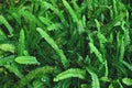 The Sword Fern leaves background. Nephrolepis exaltata at forest Royalty Free Stock Photo