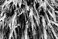 Sword Fern Nephrolepis cordifolia in Black and White. Royalty Free Stock Photo