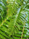 Sword fern, Polystichum munitum, foliage wet from rain, British Columbia.