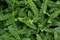 Sword Fern