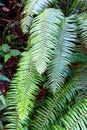 Sword fern ( Polystichum munitum