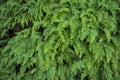 Sword ferns