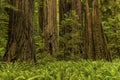 Sword Ferns and Redwood Trunks Royalty Free Stock Photo