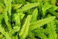 Sword or fishbone fern leaf fresh green background Royalty Free Stock Photo