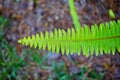 Sword or fishbone fern leaf (nephrolepis exaltata) Royalty Free Stock Photo