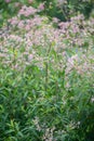 Sword-leaf dogbane, Apocynum venetum, flowering plant Bulgaria Royalty Free Stock Photo