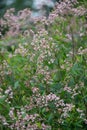 Sword-leaf dogbane, Apocynum venetum, flowering plant Royalty Free Stock Photo