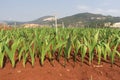 Sword lily on flowerbed - gladiolus Royalty Free Stock Photo