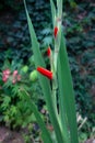 Sword Lily, Hardy Gladiolus, Dwarf Gladiolus 'Robinetta' Award-winner Gladiolus 'Robinetta'Â  Royalty Free Stock Photo