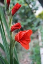 Sword Lily, Hardy Gladiolus, Dwarf Gladiolus 'Robinetta' Award-winner Gladiolus 'Robinetta'Â  Royalty Free Stock Photo