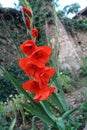 Sword Lily, Hardy Gladiolus, Dwarf Gladiolus 'Robinetta' Award-winner Gladiolus 'Robinetta'Â  Royalty Free Stock Photo