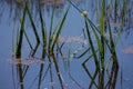 Sword shaped leaves of water plants are reflected in surface of water in lake on Saanich Peninsula Royalty Free Stock Photo