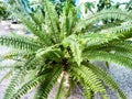 Swordfern Nephrolepis exaltata Called Boston fern also. Domestic plant