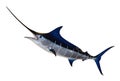 Swordfish- Blue Marlin