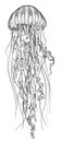 Swordfish illustration, drawing, engraving, ink, line art, vectorOrange jellyfish illustration, drawing, engraving, ink, line art,
