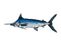 Swordfish line art sketch vector illustration Royalty Free Stock Photo