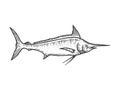 Swordfish marlin sketch engraving vector Royalty Free Stock Photo