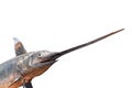 Swordfish in a museum Royalty Free Stock Photo