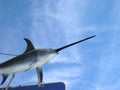 Swordfish in the sky