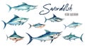 Swordfish watercolor hand paint collection