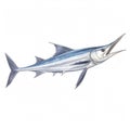 Swordfish, Xiphias gladius, large fish, illustration for animal encyclopedia. Generative AI