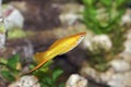 Swordtail 703937 Royalty Free Stock Photo