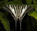 a swordtail butterfly resting a leaf of a shrub Royalty Free Stock Photo
