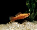 Swordtail Fish, xiphophorus helleri