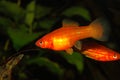 Swordtail (Xiphophorus hellerii)