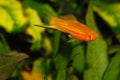 Swordtail (Xiphophorus hellerii)