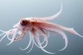 Swordtip squid. In Japan, it is called Kensakiika Royalty Free Stock Photo