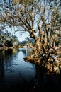Swuanne river in florida Royalty Free Stock Photo