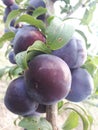 swwet plums for a delicious desert Royalty Free Stock Photo