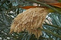 Syagrus romanzoffiana, the queen palm, blooming date palm.