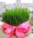 Syamani, traditionally grown wheat for Novruz Bayram in Azerbaijan.