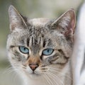 syberian cat Royalty Free Stock Photo