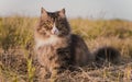 Syberian cat outdoor Royalty Free Stock Photo