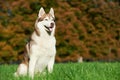 Syberian husky dog at autumn