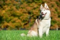 Syberian husky dog at autumn Royalty Free Stock Photo