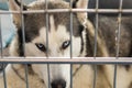 Syberian Husky in metallic cage at the veterinary clinic