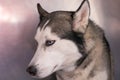 Syberian Husky in metallic cage at the veterinary clinic