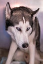 Syberian Husky in metallic cage at the veterinary clinic