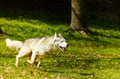 Syberian Husky running on grass