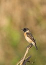 Syberian Stonechat with green brown background Royalty Free Stock Photo