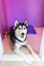 syberien husky in room